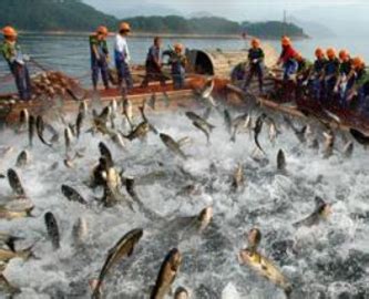 夢到魚池很多魚|夢見魚、大魚